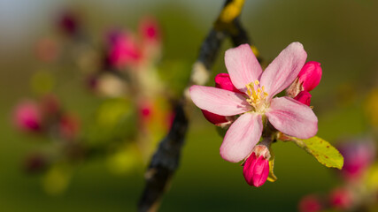 Fototapeta na wymiar Apfelblüte / apple blossom