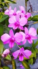 pink flowers in the garden