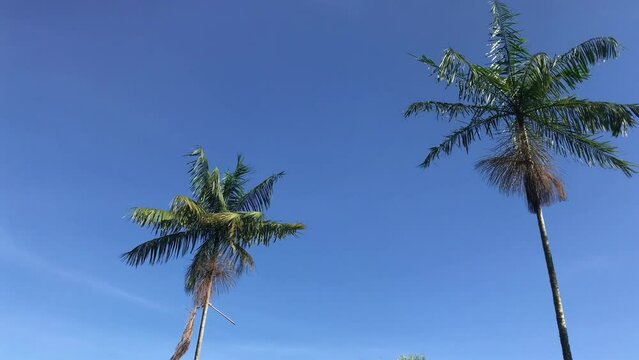 Palmeira Jussara, known as I&ccedil;ara, Sweet Palm, Palmito-Jew. Native to the Atlantis Forest in Brazil is threatened with extinction. Filmed from the bottom up with the background sky, from left to right.