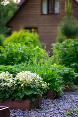 Strawberries blooming in rustic garden beds with wooden cottage house on background. Organic vegetable garden, country living concept.