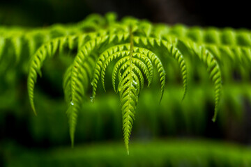 Closeup of a dark green fern leaf in New Zealand. © Thomas