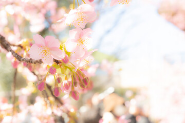 桜の開花と芽