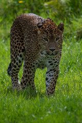 Male Sri Lankan leopard on the prowl/walking amongst grass. In captivity at Banham Zoo in Norfolk, UK	