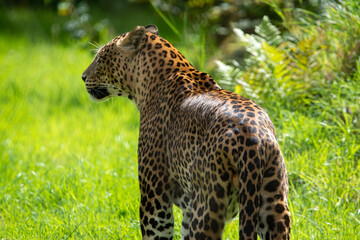 Male Sri Lankan leopard. In captivity at Banham Zoo in Norfolk, UK	
