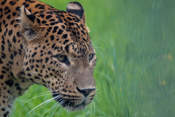 Male Sri Lankan leopard. In captivity at Banham Zoo in Norfolk, UK	