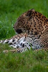 Fototapeta na wymiar Male Sri Lankan leopard resting/sleeping in grass. In captivity at Banham Zoo in Norfolk, UK