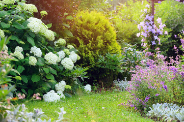 English cottage summer garden view with clematis on wooden archway and white hydrangeas. June or...