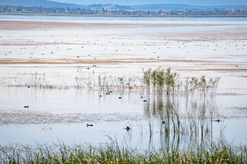 Birds at Besehir lake and national park in Turkey. Natural landscape and wildlife reserve