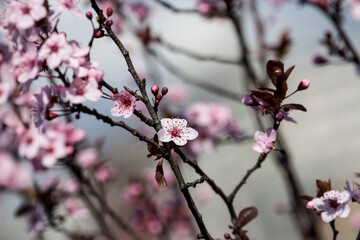 Obraz premium The fruits blossom in spring. Spring blossoms in forest,fields and parks.