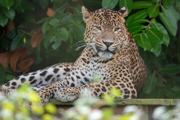 Fototapeta na wymiar Male Sri Lankan leopard resting/sitting on wooden platform. in captivity at Banham Zoo in Norfolk, UK