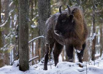 A bison with powerful horns stands in a wild forest in winter.