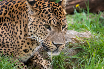 Close up portrait of male Sri Lankan leopard, with detail of head, eyes and face. Looking towards camera. In captivity at Banham Zoo in Norfolk, UK