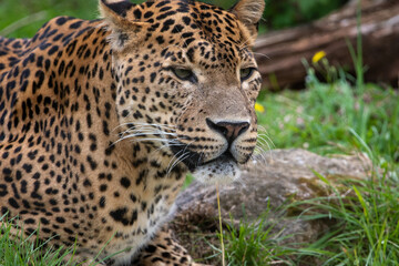 Close up portrait of male Sri Lankan leopard, with detail of head, eyes and face. Looking towards camera. In captivity at Banham Zoo in Norfolk, UK