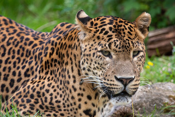 Close up portrait of male Sri Lankan leopard, with detail of head, eyes and face. Looking towards camera. In captivity at Banham Zoo in Norfolk, UK