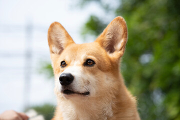 close up corgi dog in summer sunny day
