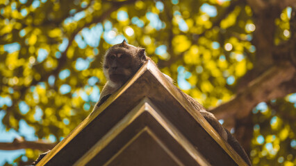 Monkey looking down from a roof in Bali, Indonesia