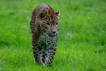 Male Sri Lankan leopard walking/prowling amongst grass. In captivity at Banham Zoo in Norfolk, UK