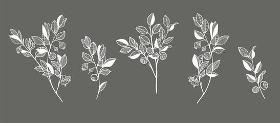 blueberry branches, berries and leaves. lace pattern. vector illustration