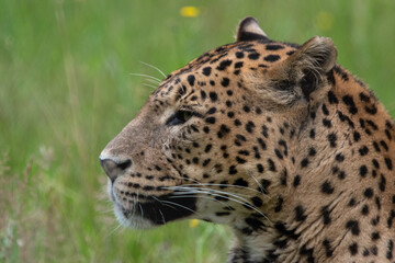 Side profile portrait of male Sri Lankan leopard laying in grass. in captivity at Banham Zoo in Norfolk, UK