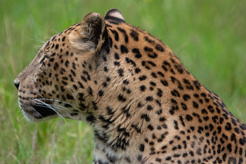 Side profile of the head of a male Sri Lankan leopard laying in grass. in captivity at Banham Zoo in Norfolk, UK