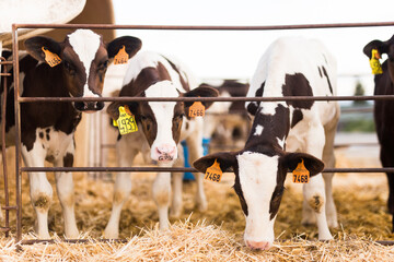 weekly calves in stall at dairy farm