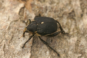 Closeup on the small brown Iris Weevil beetle, Mononychus punctumalbum, sitting on wood