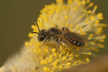 Closeup on a small , cute ,female red bellied miner, Andrena ventralis, sitting on a twig in the...