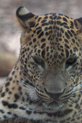 Fototapeta na wymiar Head on portrait of male Sri Lankan leopard. In captivity at Banham Zoo in Norfolk, UK