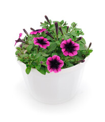 Beautiful flower petunia in pot.