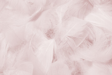 Obraz premium Colorful feather background, top view.