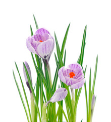 Crocuses in a flowerpot.