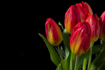 Naklejka premium A bouquet of fresh bright red, yellow and green tulips in a vase against a black background with empty space.