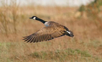 A Canada Goose, Branta canadensis, in flight with grass in the background