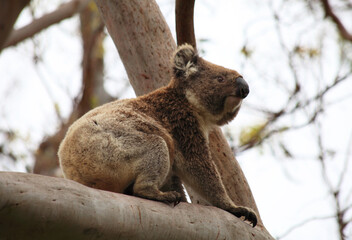 Koalas in the wild on the Great Ocean Road, Australia. Somewhere near Kennet river