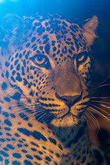 Naklejka na ściany i meble Close up portrait of young male Sri Lankan leopard. In captivity at Banham Zoo in Norfolk, UK 