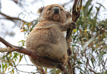 Koalas in the wild on the Great Ocean Road, Australia. Somewhere near Kennet river