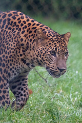 Prowling young male Sri Lankan leopard. In captivity at Banham Zoo in Norfolk, UK	