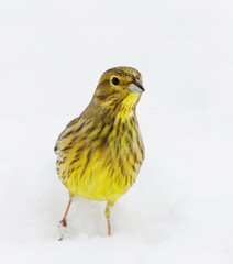 Yellowhammer (Emberiza citrinella) in the snow in winter.	
