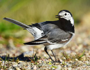 White wagtail (Motacilla alba) preening feathers in summer.