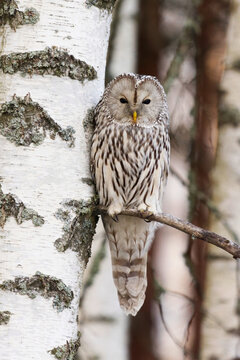 Ural owl (Strix uralensis) resting on a birch branch in the forest in late fall.	
