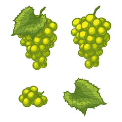 Obraz premium Bunch of grapes and a grape leaf. Vector illustration of green grapes isolated on a white background.