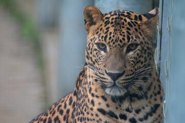Close up portrait of young male Sri Lankan leopard. In captivity at Banham Zoo in Norfolk, UK	