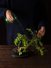 Care and formation of a bonsai tree at home.