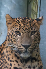 Close up portrait of young male Sri Lankan leopard. In captivity at Banham Zoo in Norfolk, UK	