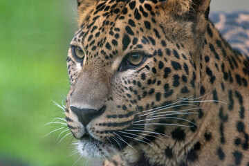 Fototapeta na wymiar Close up head portrait of male Sri Lankan leopard. In captivity at Banham Zoo in Norfolk, UK 