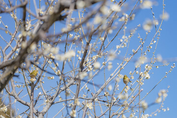 梅の木を飛び交うメジロ