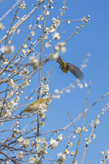 梅の木を飛び交うメジロ