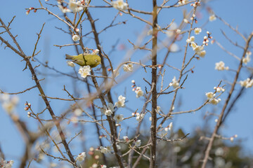 梅の木を飛び交うメジロ