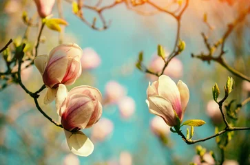 Zelfklevend Fotobehang Blossoming magnolia flowers. Springtime. Natural vintage flowers background © vvvita
