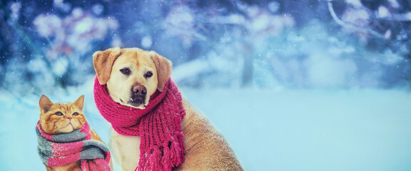 Funny dog and cat in a knitted scarf are sitting together on the snow in winter. Christmas scene